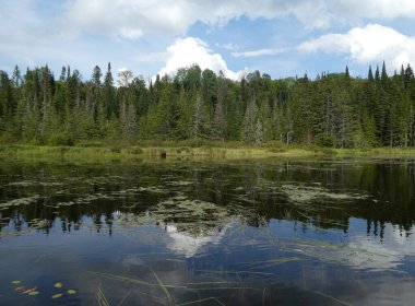 Göl ve ormanlı manzara