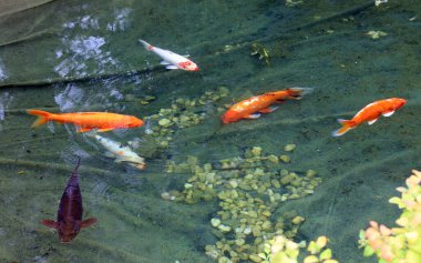 Gölette renkli dekoratif balıklar