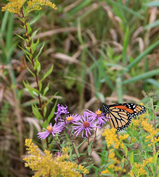 Schmetterlingskönigin Sitzt Auf Blume — Stockfoto