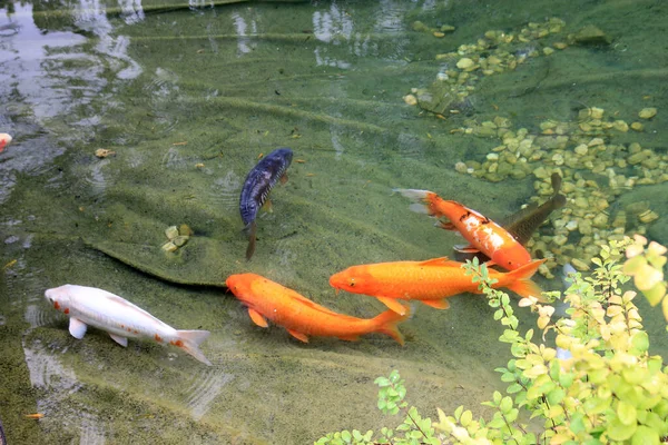 Colorful Decorative Fishes Pond — Stock Photo, Image