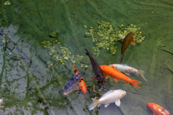 池のカラフルな装飾魚 — ストック写真