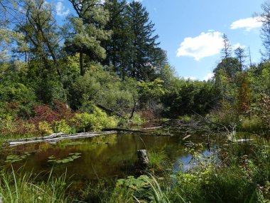 Yaz yatay, orman ve havuz