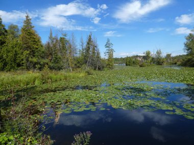 Yaz yatay, orman ve havuz