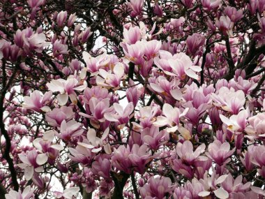 Çiçek gibi açan pembe manolya çiçekleri