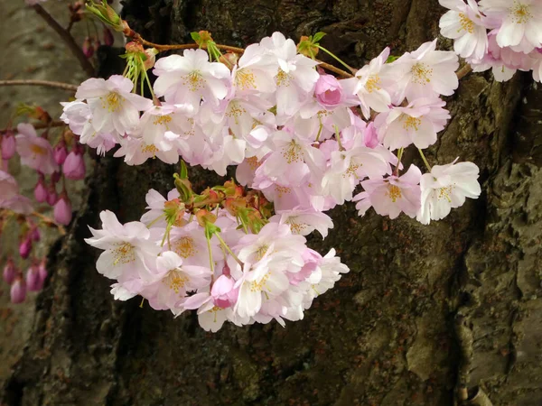 Floração Ramo Árvore Como Fundo Floral — Fotografia de Stock