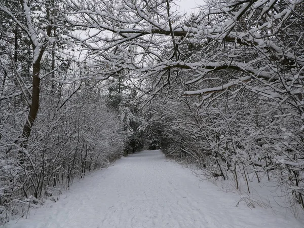 Paisagem Inverno Com Floresta Coberta Neve — Fotografia de Stock