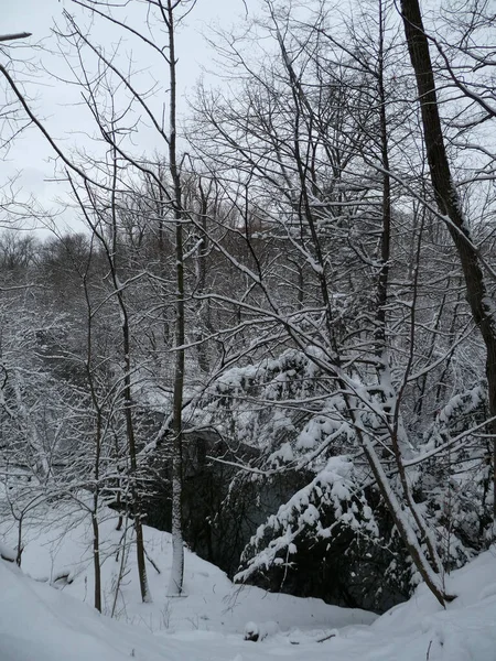 Paisaje Invernal Con Bosque Cubierto Nieve —  Fotos de Stock