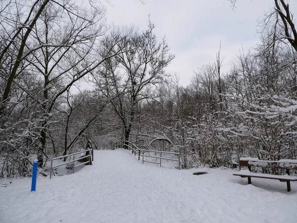 Зимний Пейзаж Лесом Покрытый Снегом — стоковое фото