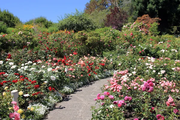 Jardín floreciente — Foto de Stock