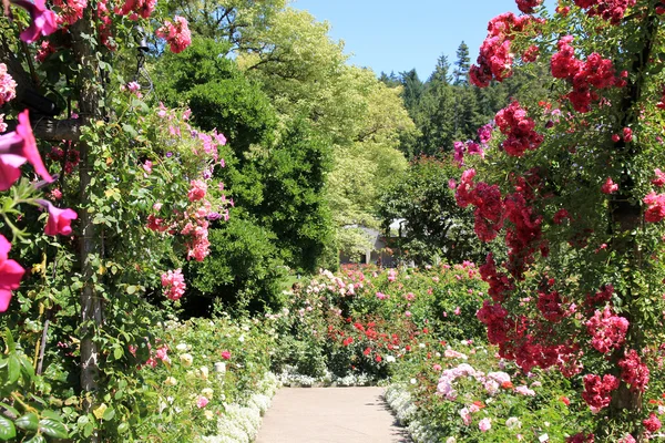 Trilha no jardim — Fotografia de Stock