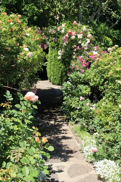 Квітучий сад — стокове фото