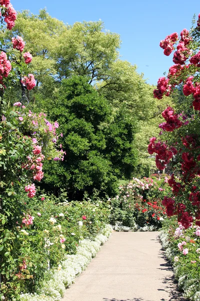 Trail in the Garden — Stock Photo, Image