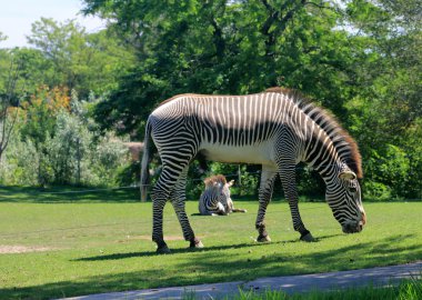 Zebra