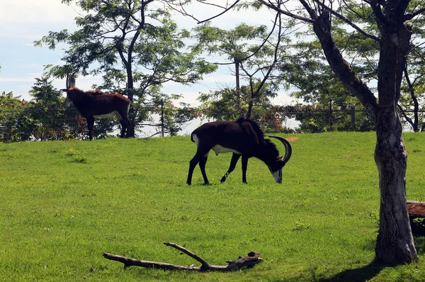 Antílope — Fotografia de Stock