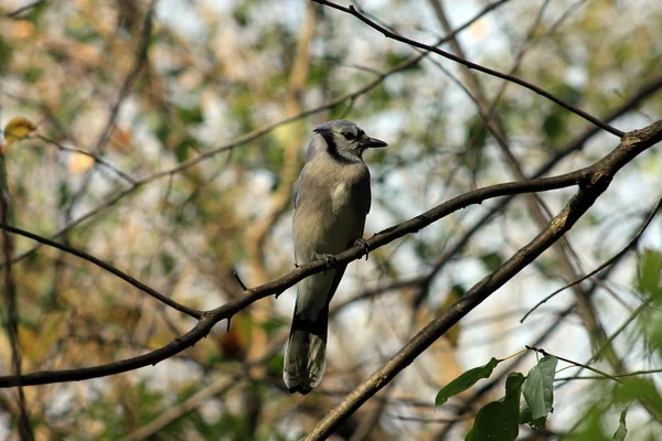 Oiseau Jay bleu — Photo