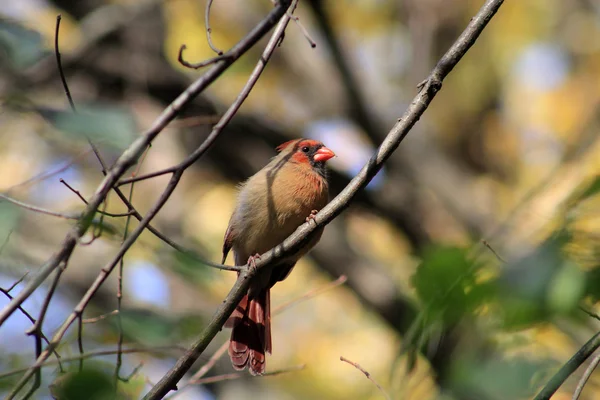 Mujer Cardinal Bird —  Fotos de Stock
