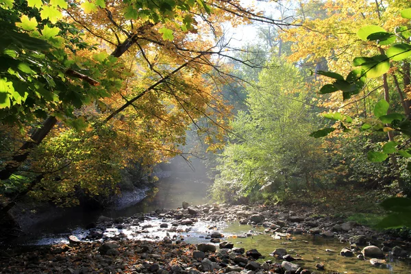 Nebliger Morgen — Stockfoto