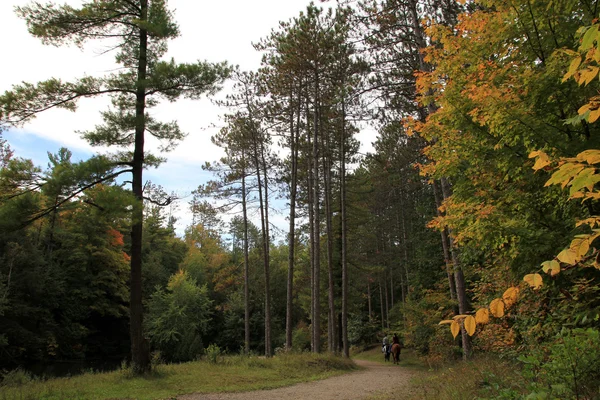 El paseo en el bosque —  Fotos de Stock