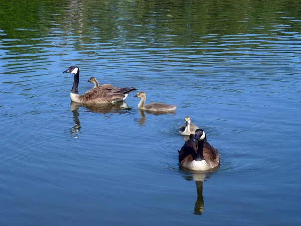 Gäss familj — Stockfoto