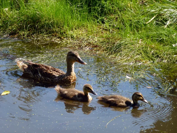 Familia de los patos — Foto de Stock