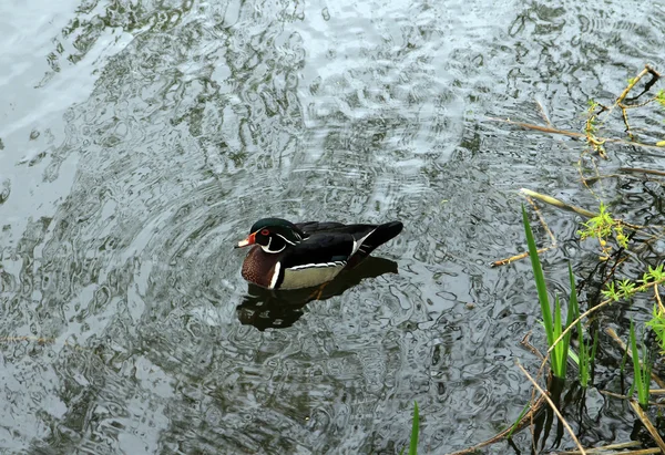 Die bunte Ente — Stockfoto