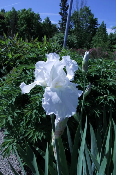 Bílá Irise — Stock fotografie