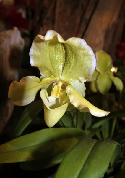 Orchid — Stock Photo, Image