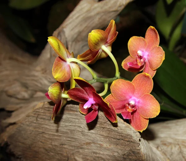 Orchidea — Foto Stock