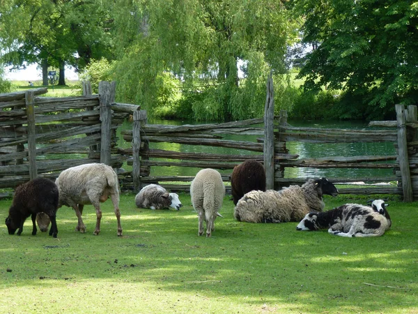 Schafe — Stockfoto