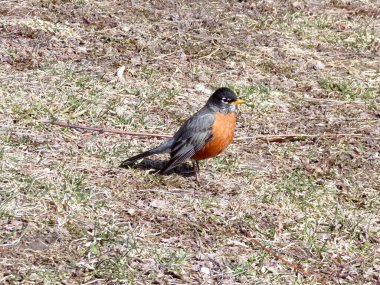 Kuş bülbülü yerde.