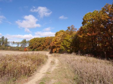 Ormandaki renkli ağaçlarla sonbahar manzarası