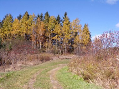 Ormandaki renkli ağaçlarla sonbahar manzarası