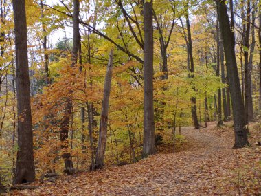 Ormandaki renkli ağaçlarla sonbahar manzarası