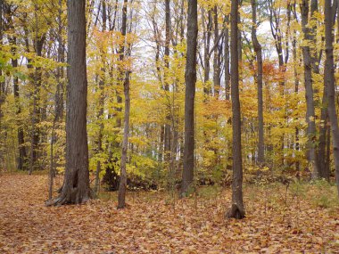 Ormandaki renkli ağaçlarla sonbahar manzarası