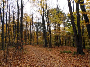 Ormandaki renkli ağaçlarla sonbahar manzarası