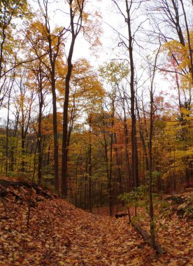 Ormandaki renkli ağaçlarla sonbahar manzarası