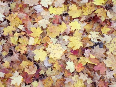 Çiçek arkaplanı olarak renkli akçaağaç yaprakları