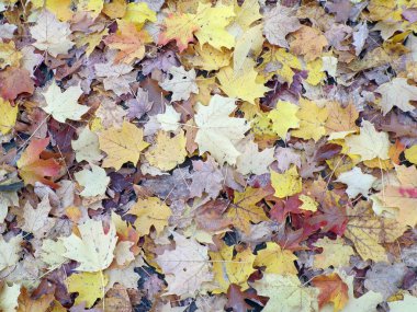 Çiçek arkaplanı olarak renkli akçaağaç yaprakları