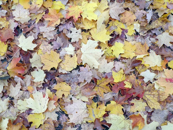 Çiçek arkaplanı olarak renkli akçaağaç yaprakları