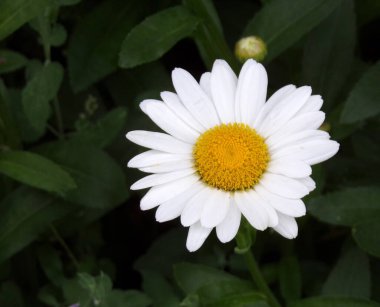 Çiçek tarhında açan beyaz papatya 