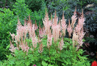 Çiçek tarhında açan çiçekler