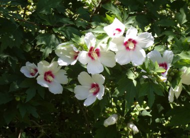 Çiçek tarhında açan çiçekler