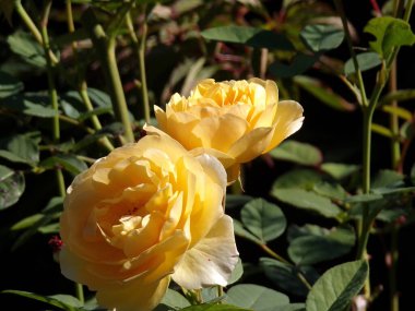 Çiçekli çay gülleri dalda