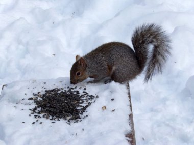 Sincap karda tohum yer.