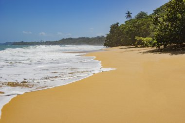 Bocas del Toro Panama bakir tropik sahil