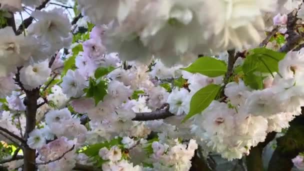 Восточная Вишня Prunus Serrulata Tree Японской Вишни Белыми Многослойными Цветками — стоковое видео