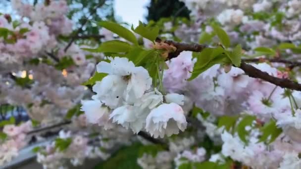 Восточная Вишня Prunus Serrulata Kanzan Дерево Японской Вишни Белыми Многослойными — стоковое видео