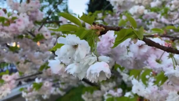 Keleti Cseresznye Prunus Serrulata Kanzan Japán Cseresznyefa Fehér Többrétegű Cseresznyevirágokkal — Stock videók