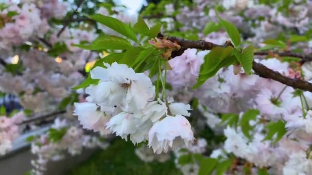 Keleti Cseresznye Prunus Serrulata Kanzan Japán Cseresznyefa Fehér Többrétegű Cseresznyevirágokkal — Stock videók