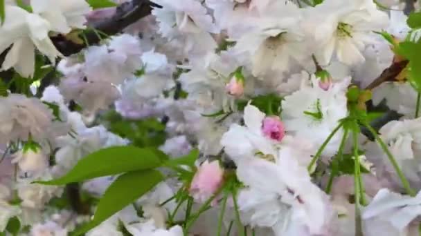Cereza Oriental Prunus Serrulata Kanzan Árbol Cereza Japonesa Con Flores — Vídeo de stock